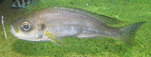 Smallscale haplotaxodon (Haplotaxodon microlepis) — Cichlidae — 5