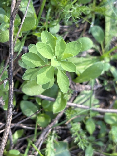 Petty Spurge