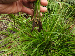 Carex uncinata