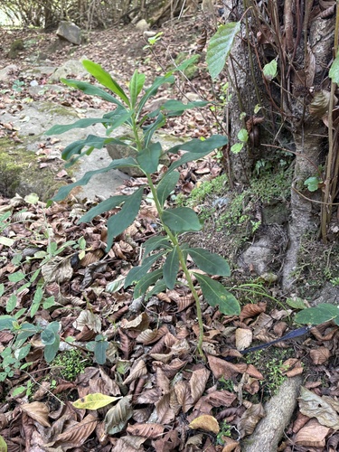 Euphorbia durandoi