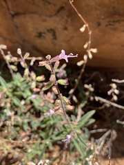 Syncolostemon canescens