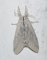 Cerura