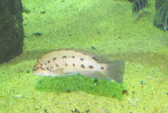 Chalinochromis