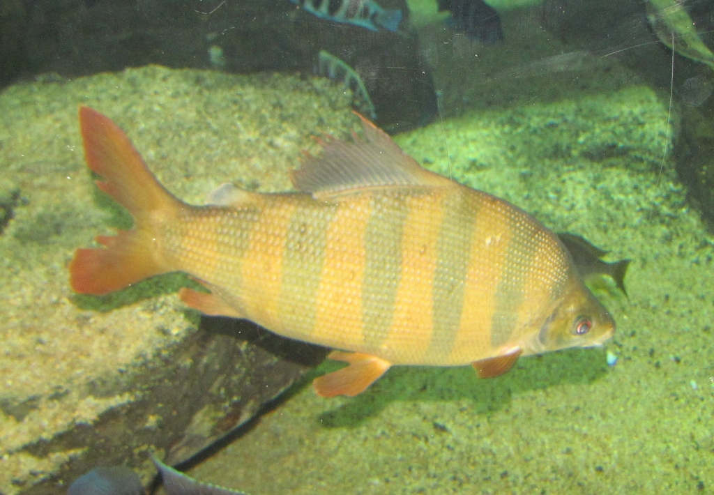 Banded Distichodus