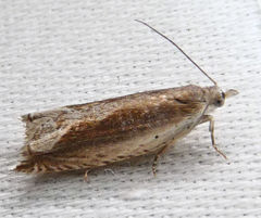 Ancylis diminuatana