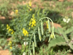 Dipcadi ciliare