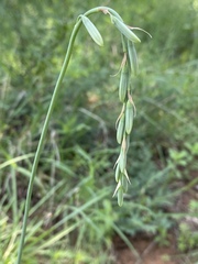 Dipcadi ciliare