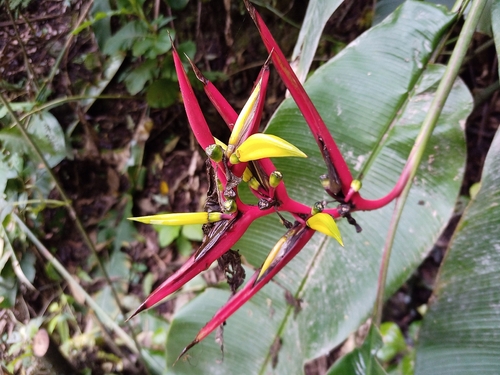 Guatemalan bird of paradise (Heliconia subulata)