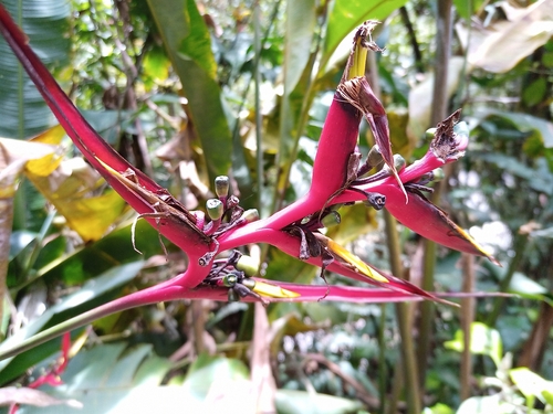Heliconia subulata, photograph 1