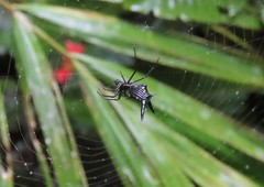 Micrathena raimondi