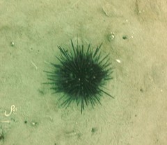 Strongylocentrotidae