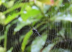 Micrathena raimondi
