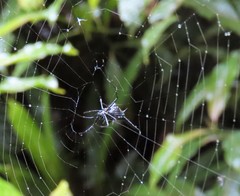Micrathena raimondi