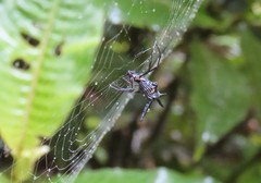 Micrathena raimondi