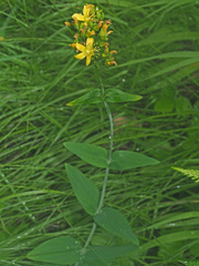 Hypericum montanum