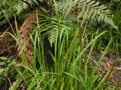 Carex uncinata