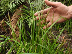 Carex uncinata