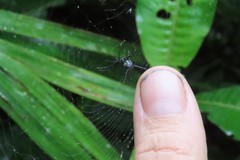 Micrathena raimondi