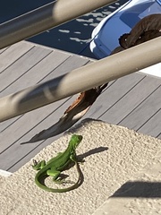 Iguana iguana