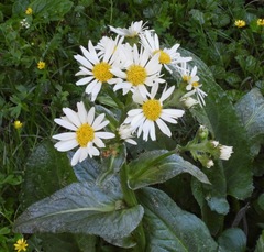 Senecio smithii