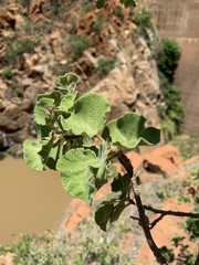 Ficus tettensis