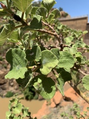 Ficus tettensis