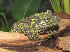 Theloderma corticale