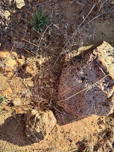 Muhlenbergia fragilis