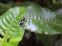 Micrathena raimondi