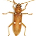 Ivory-marked Borer - Photo (c) Mike Quinn, Austin, TX, some rights reserved (CC BY-NC), uploaded by Mike Quinn, Austin, TX