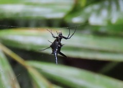 Micrathena raimondi