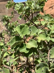 Ficus tettensis