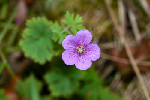 Geranium arachnoideum