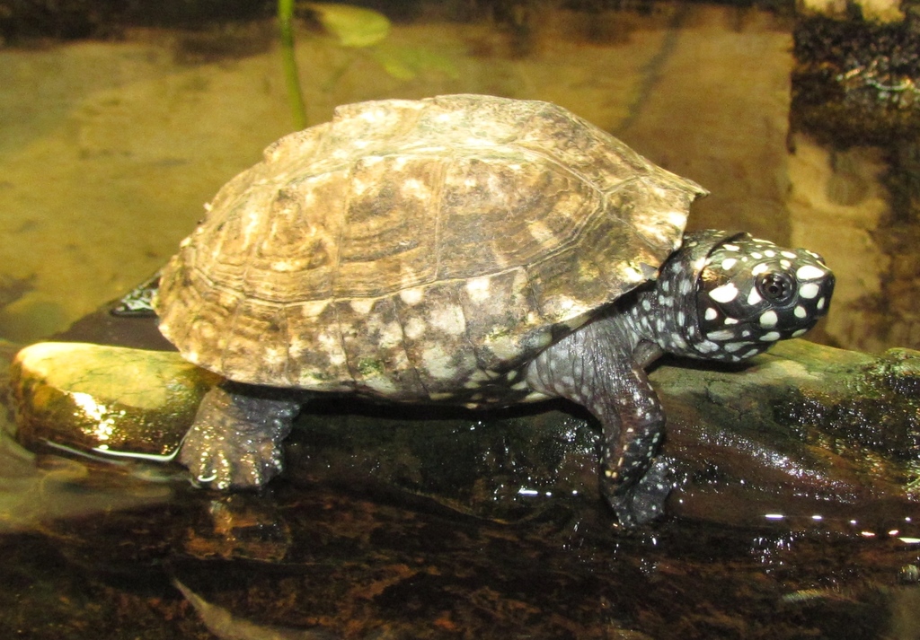 Spotted Pond Turtle