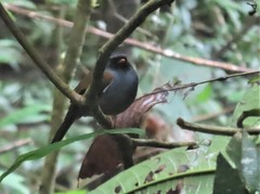 Myadestes coloratus