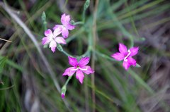 Dianthus mooiensis