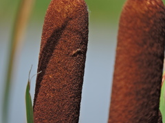 Chilacis typhae