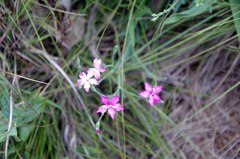 Dianthus mooiensis