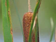 Chilacis typhae