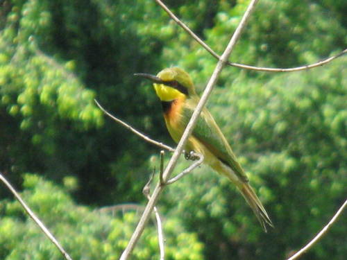 Little Bee-eater