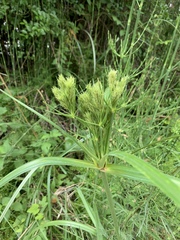 Cyperus prolixus