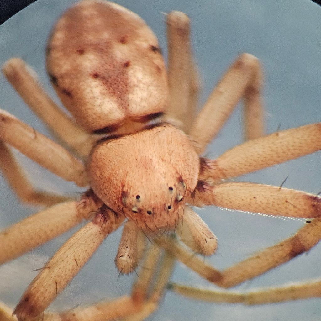 Nearctic White-striped Running Crab Spider