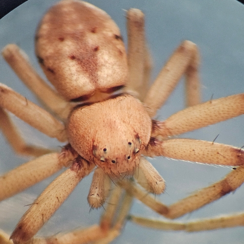 Nearctic White-striped Running Crab Spider