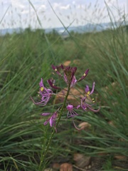 Cleome hirta