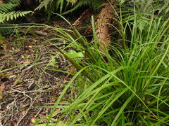 Carex uncinata