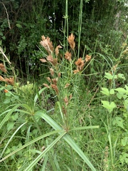 Cyperus prolixus