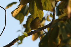 Vireo pallens
