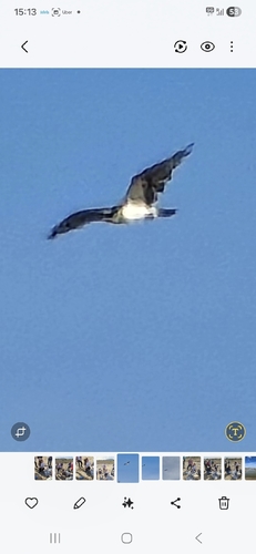 Avistamiento Águila pescadora (Marismas Tinto-Odiel)