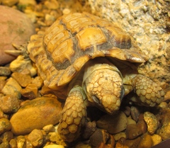 Chersobius signatus