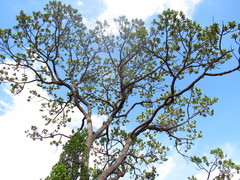 Vochysia thyrsoidea